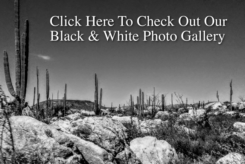 B &amp; W Photo Gallery Link