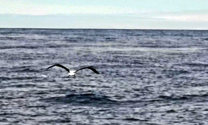 Albatross Takes Flight