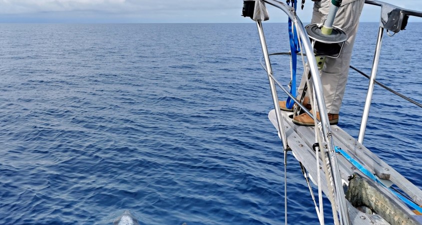 Dan Watching Dolphin