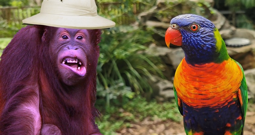 Grape Ape & Lorikeet