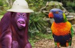 Grape Ape & Lorikeet