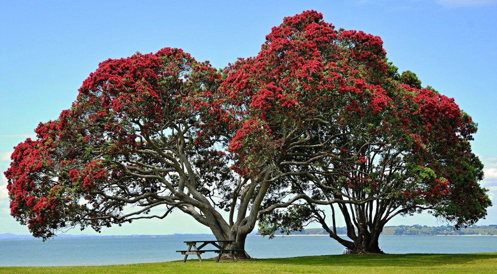 Pohutukawa Tree