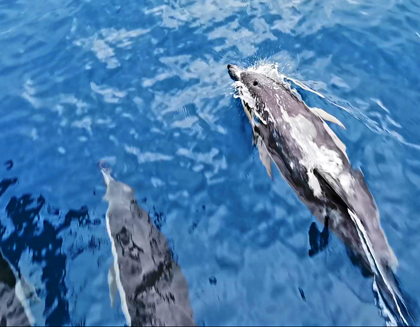 Bottlenose Dolphin At Wellington Harbor
