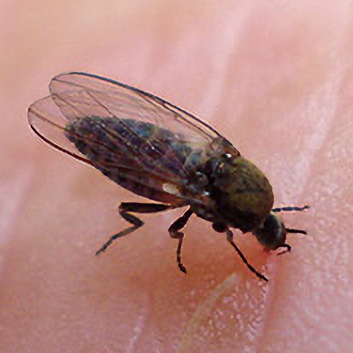 New Zealand Sandfly
