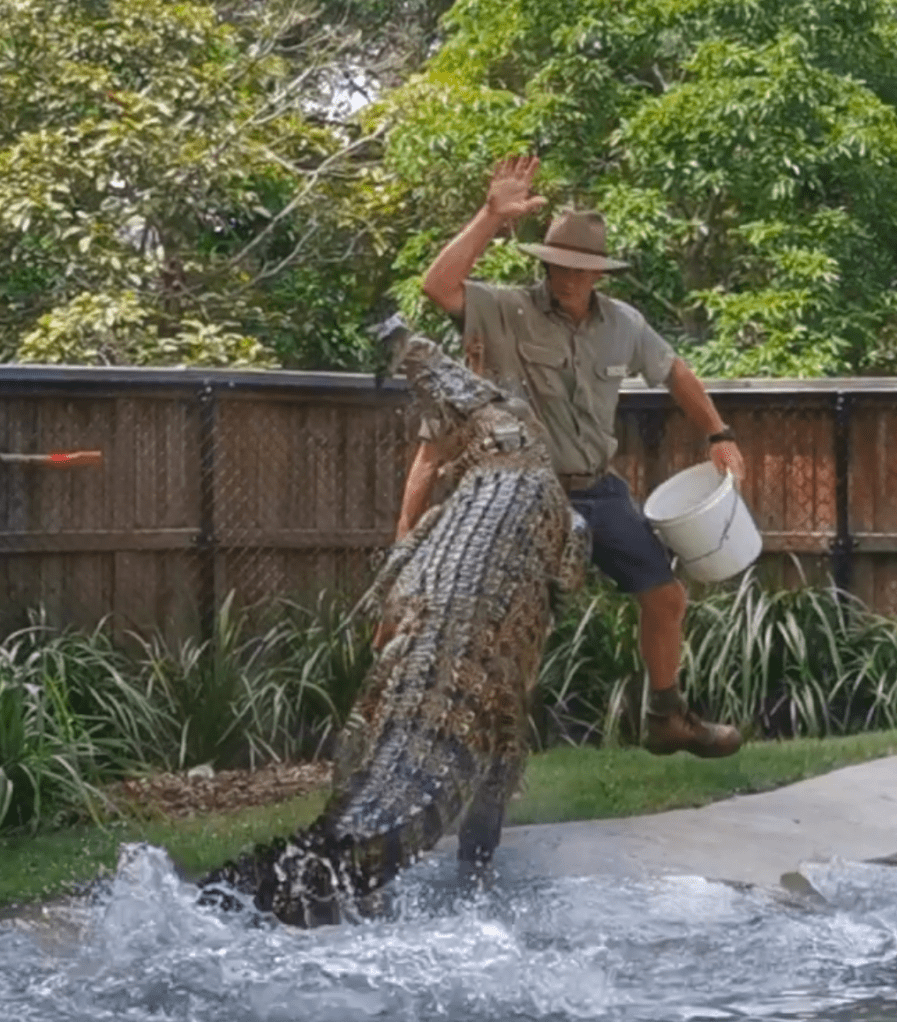 Saltwater Croc Leaping