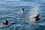 dolphins-2160498_1920.jpg